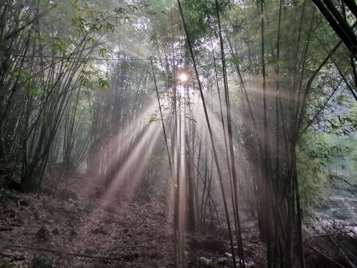 大年初一,竹林间的一缕阳光