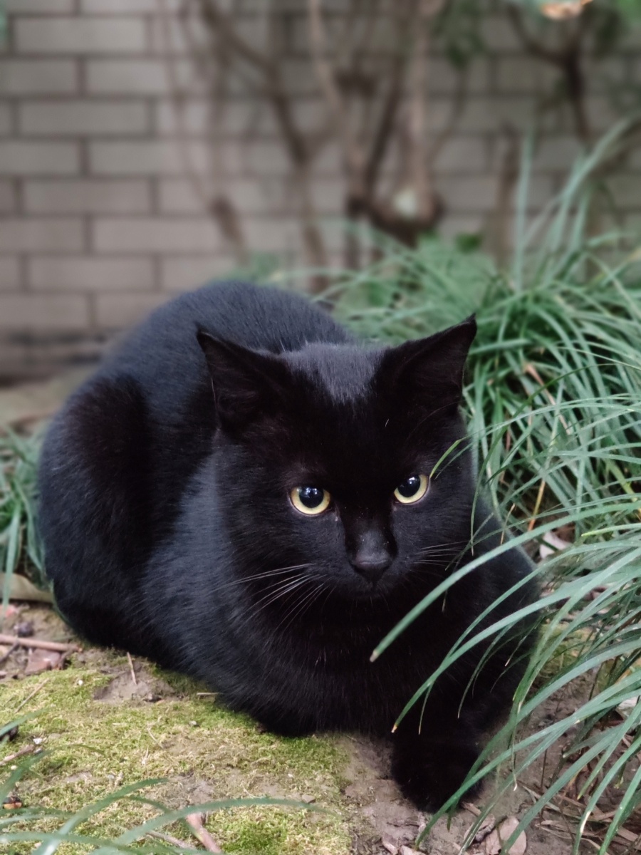 古书记载黑猫为镇宅,辟邪,招财之物. - truman楚门 - 图虫