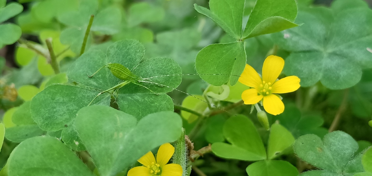小青虫小黄花三叶草