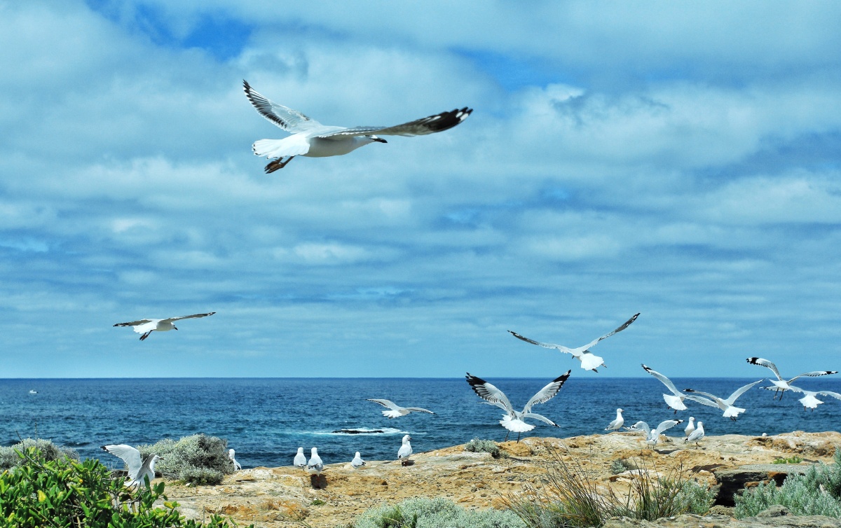 澳大利亚大洋路的海鸥