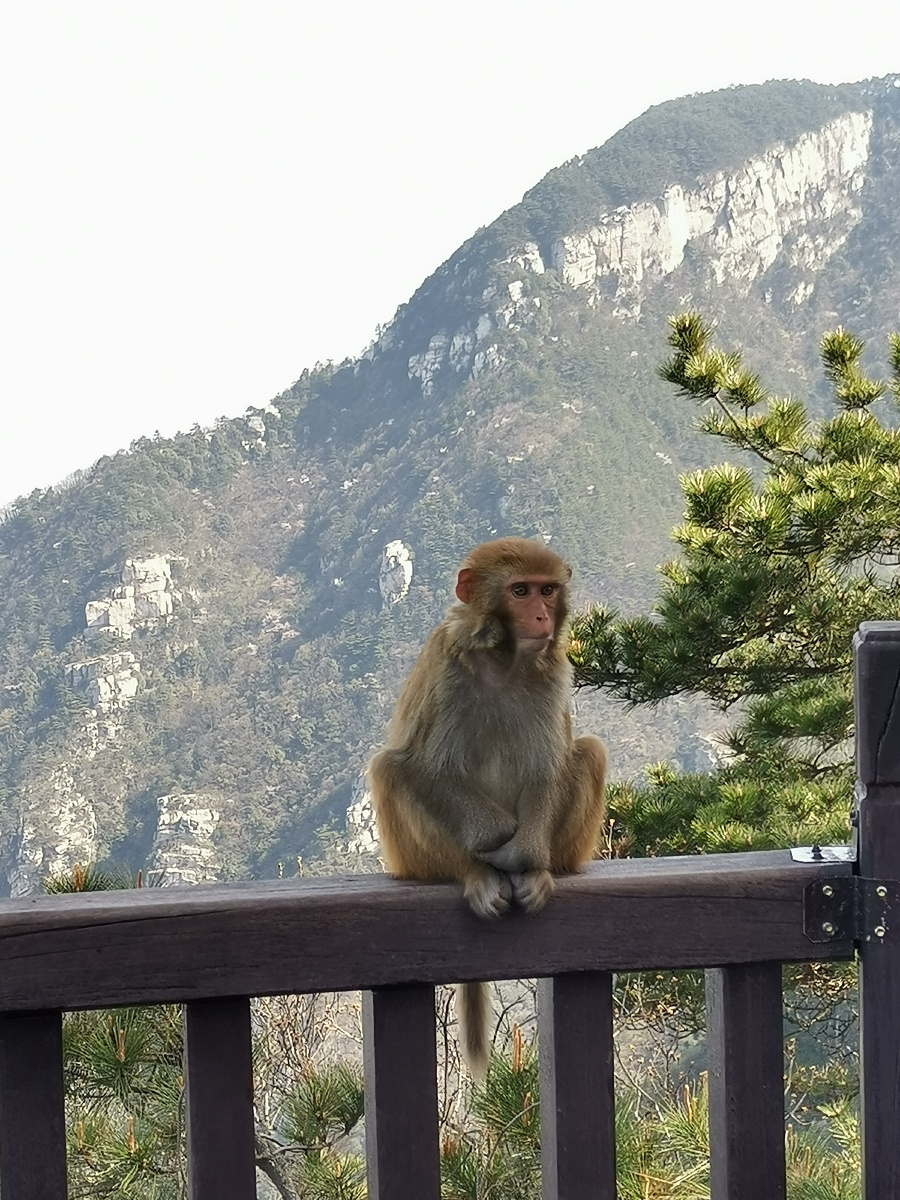 庐山野生猕猴