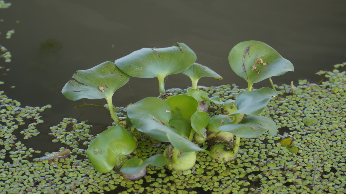水葫芦