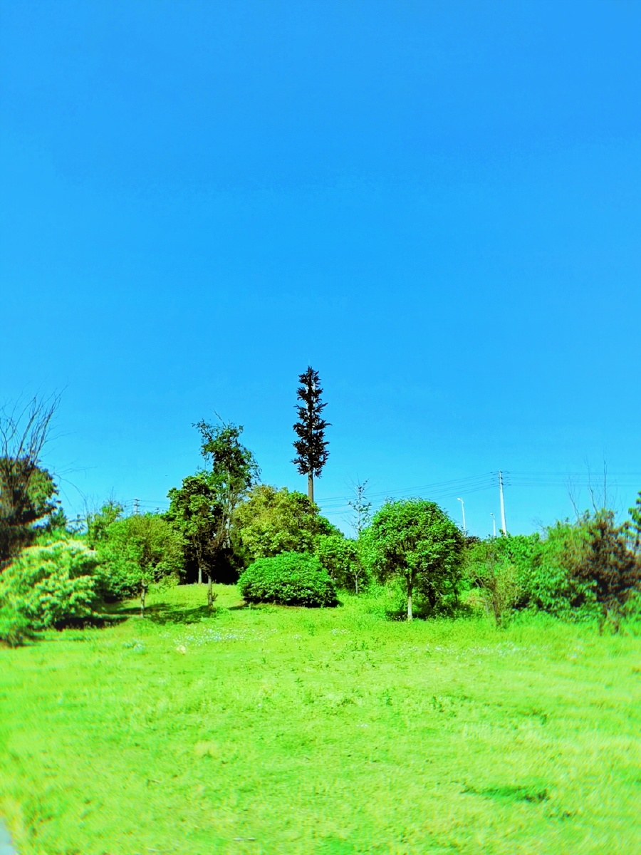 晴空万里绿树成荫