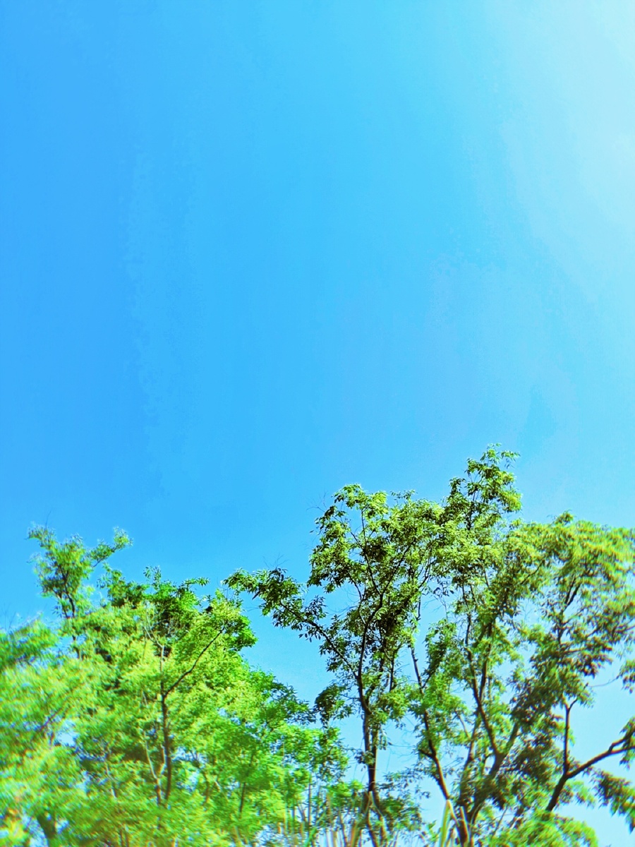 晴空万里绿树成荫