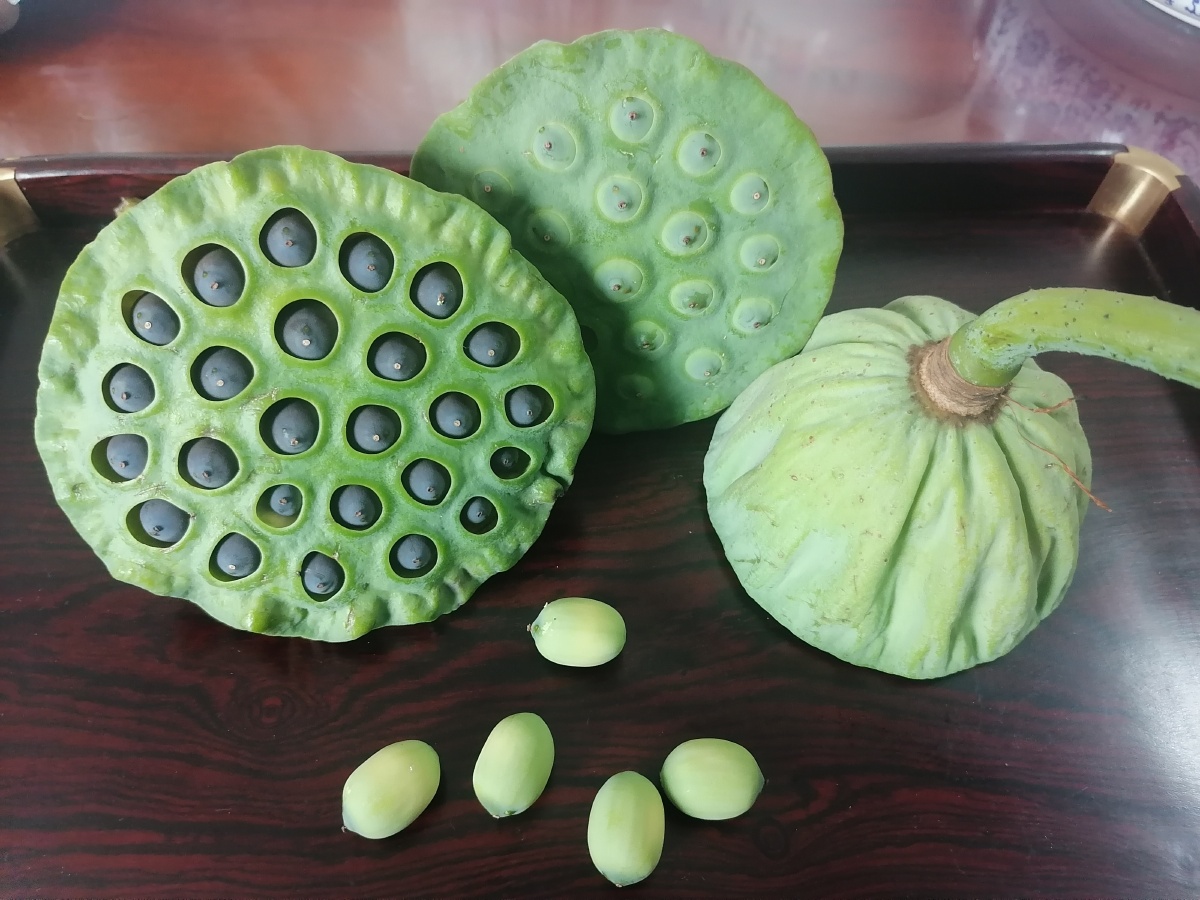 莲子莲花之子佛系健康圆满