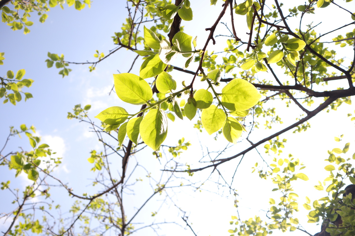 新发芽的柿子树,蓝天就就是最好的底色,生机盎然