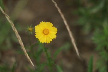 2636574