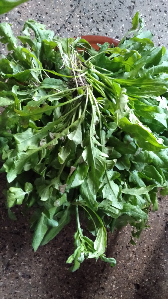 你们喜欢吃荠荠菜吗