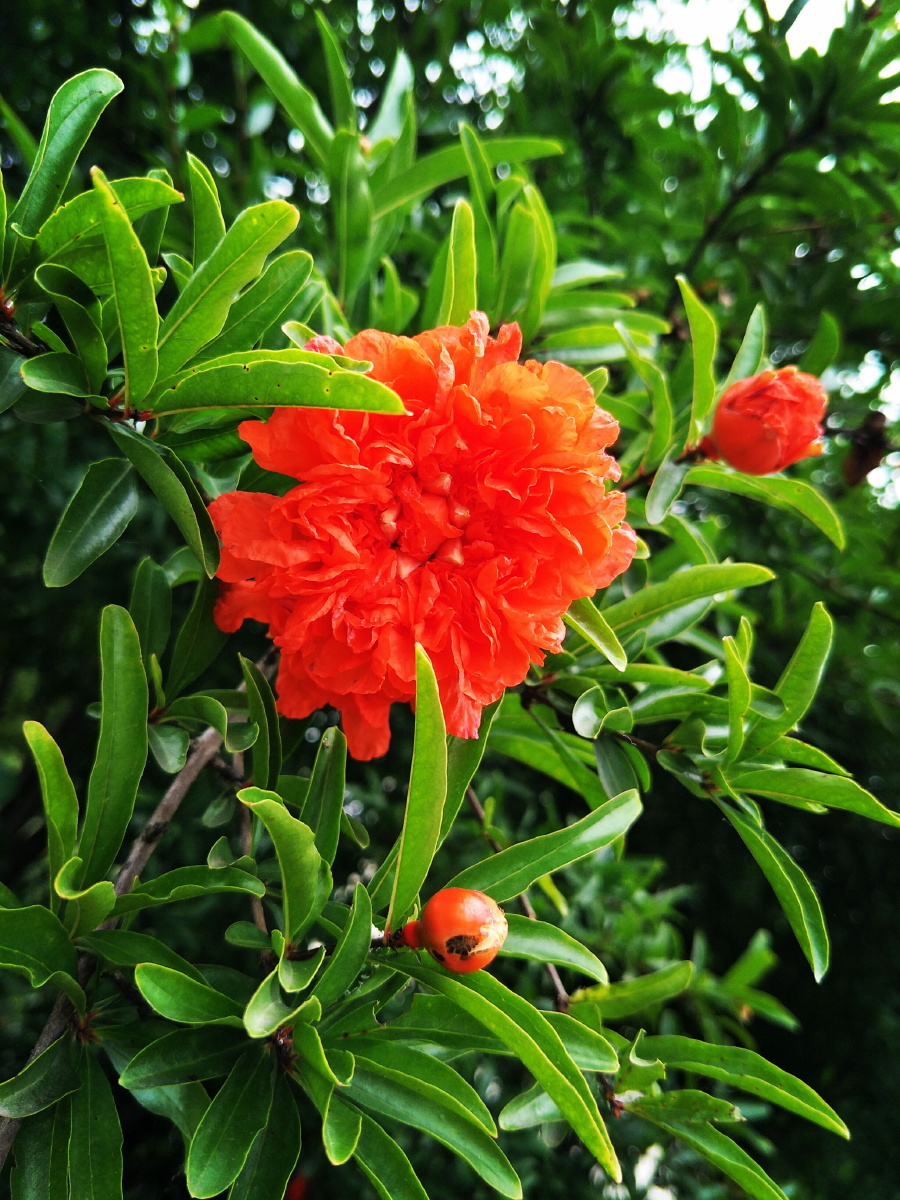 郁郁青青树六月吐红花02