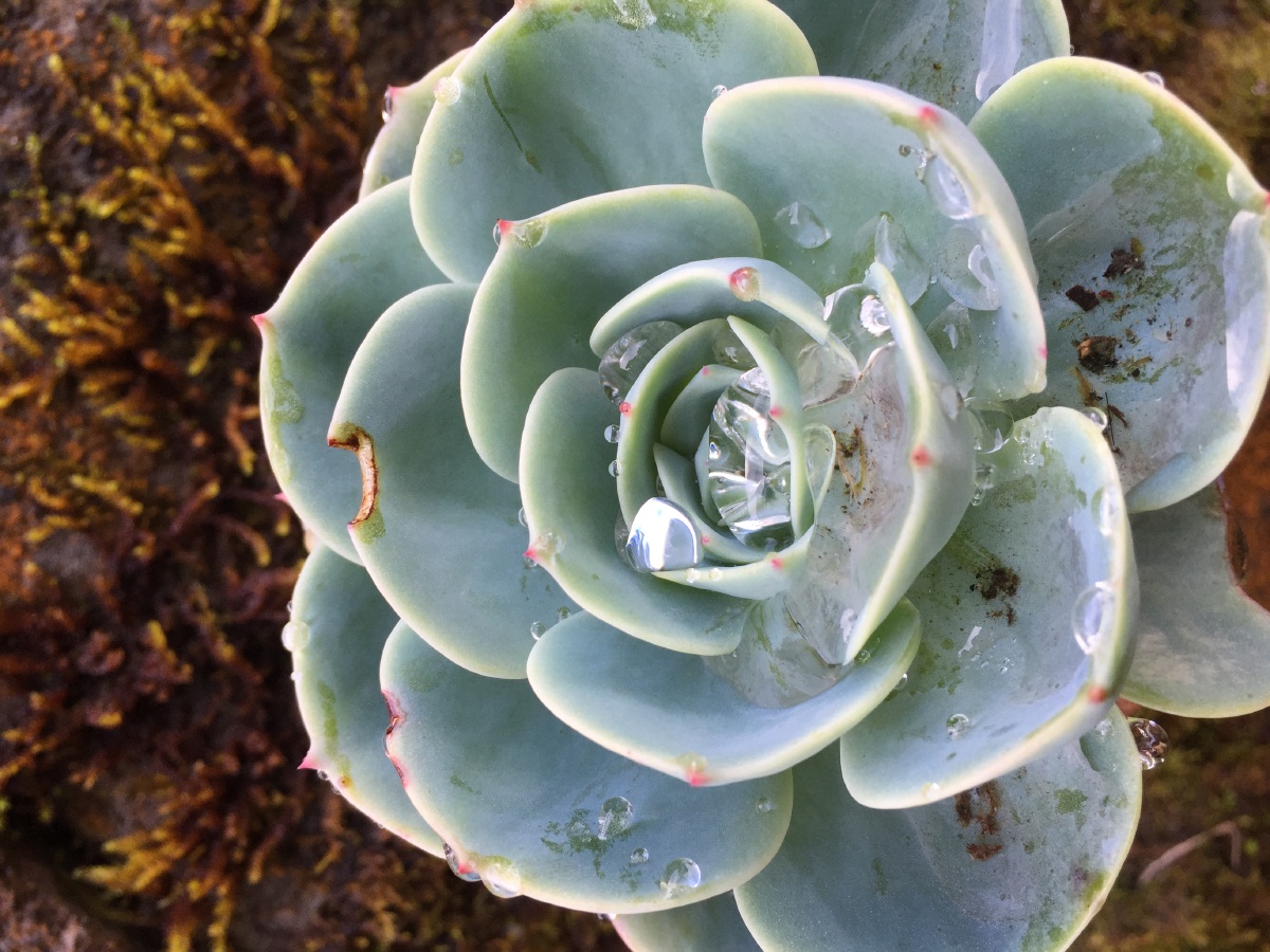 阿里山岩壁上 带着露珠的 多肉