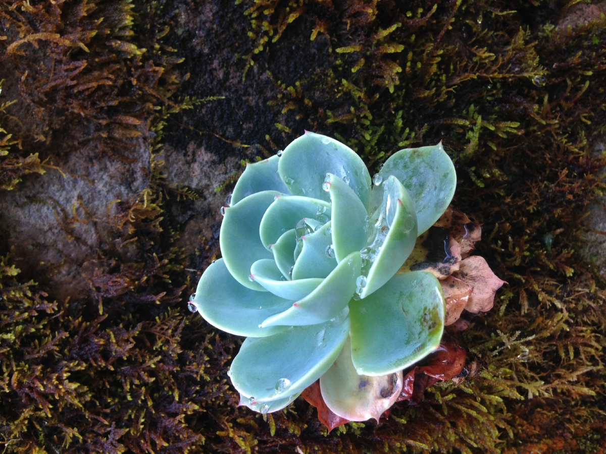 阿里山岩壁上 带着露珠的 多肉