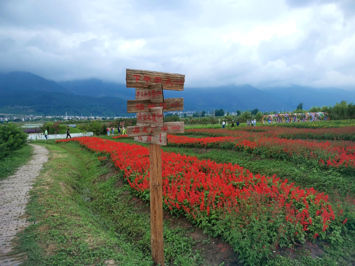 大理洱海边的花田