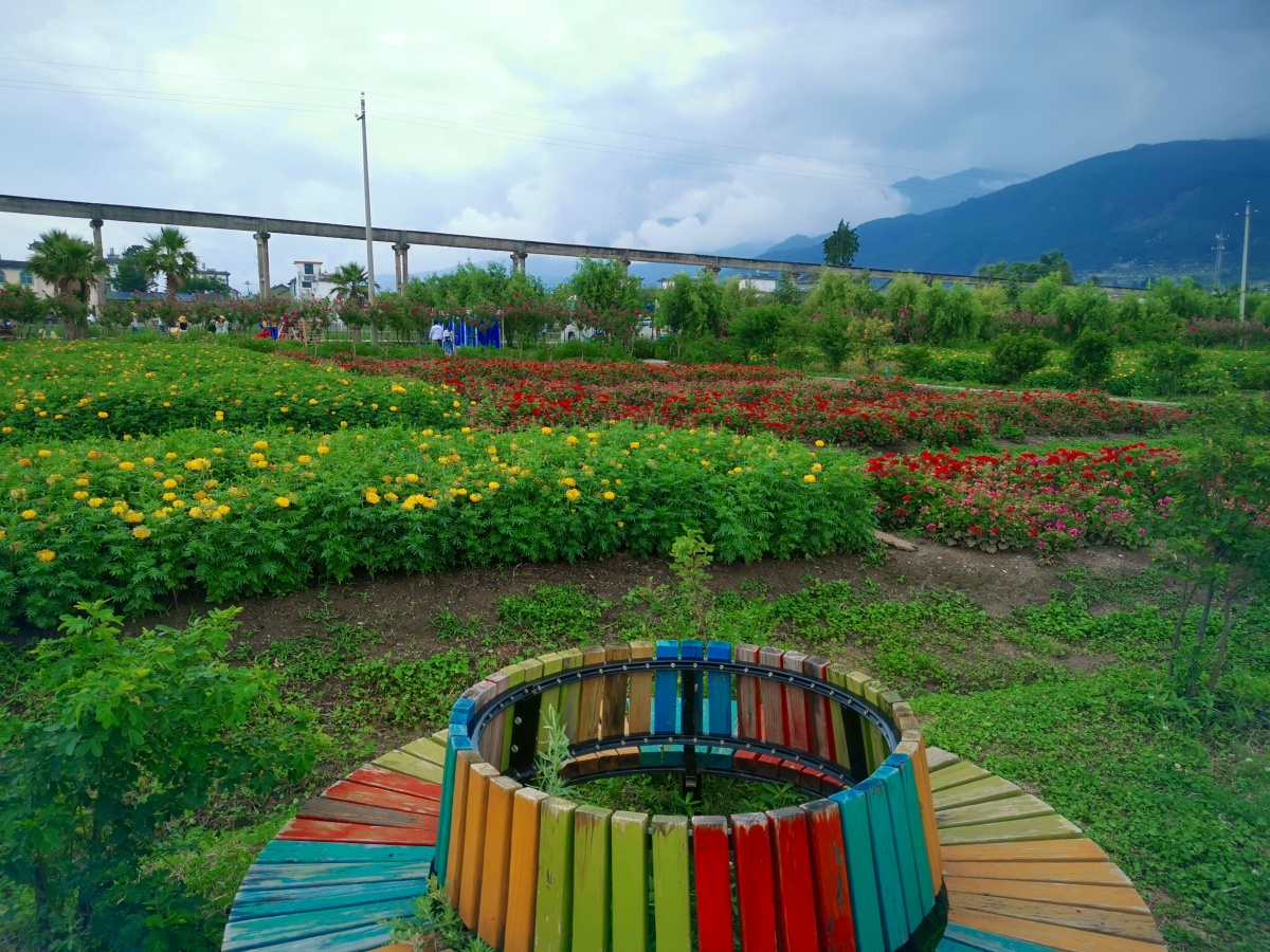 大理洱海边的花田