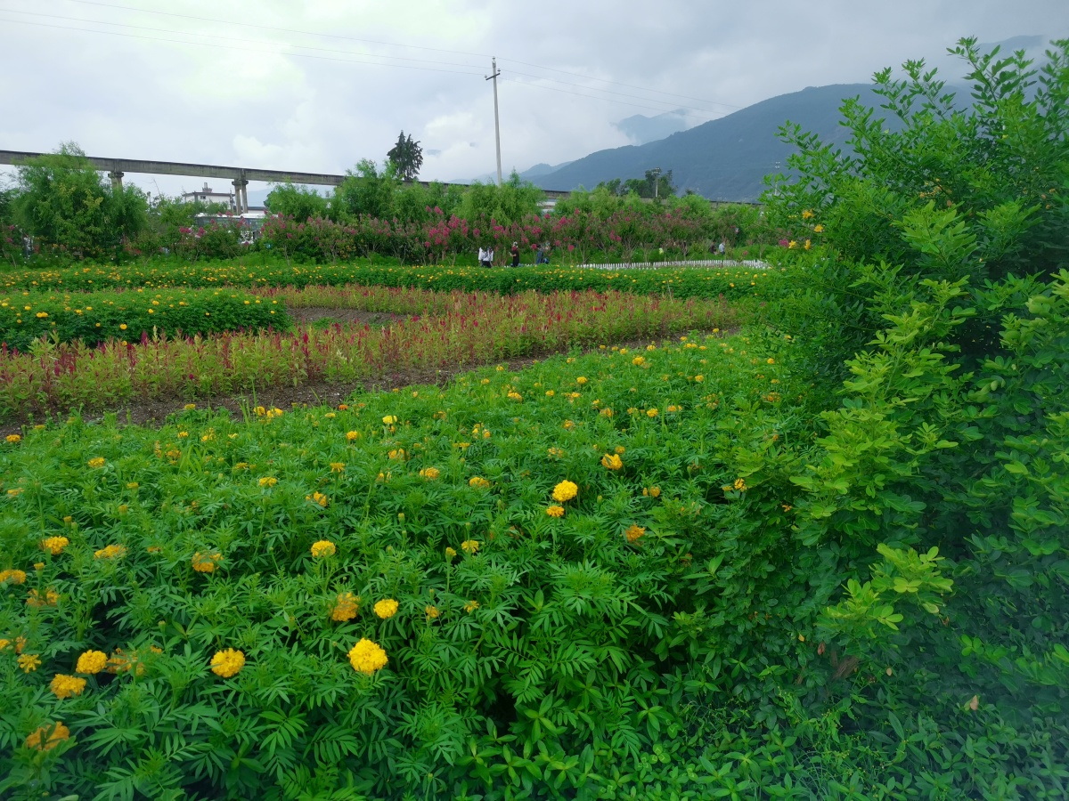大理洱海边的花田