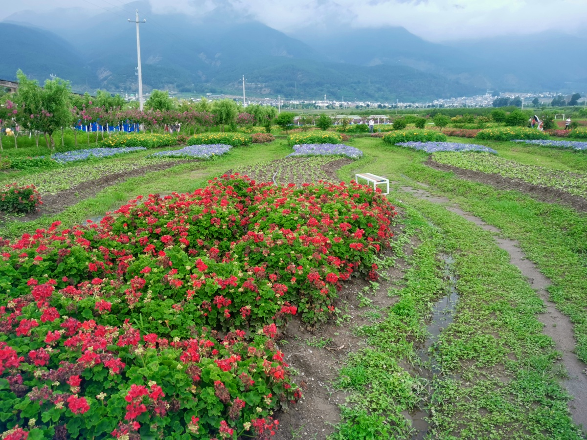 大理洱海边的花田