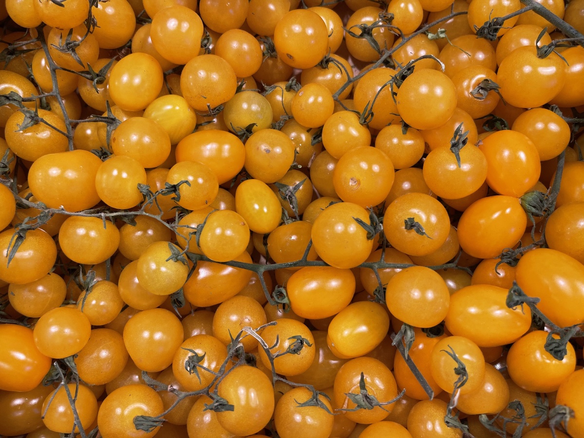 大头大的西红柿珍珠般的圣女果新鲜