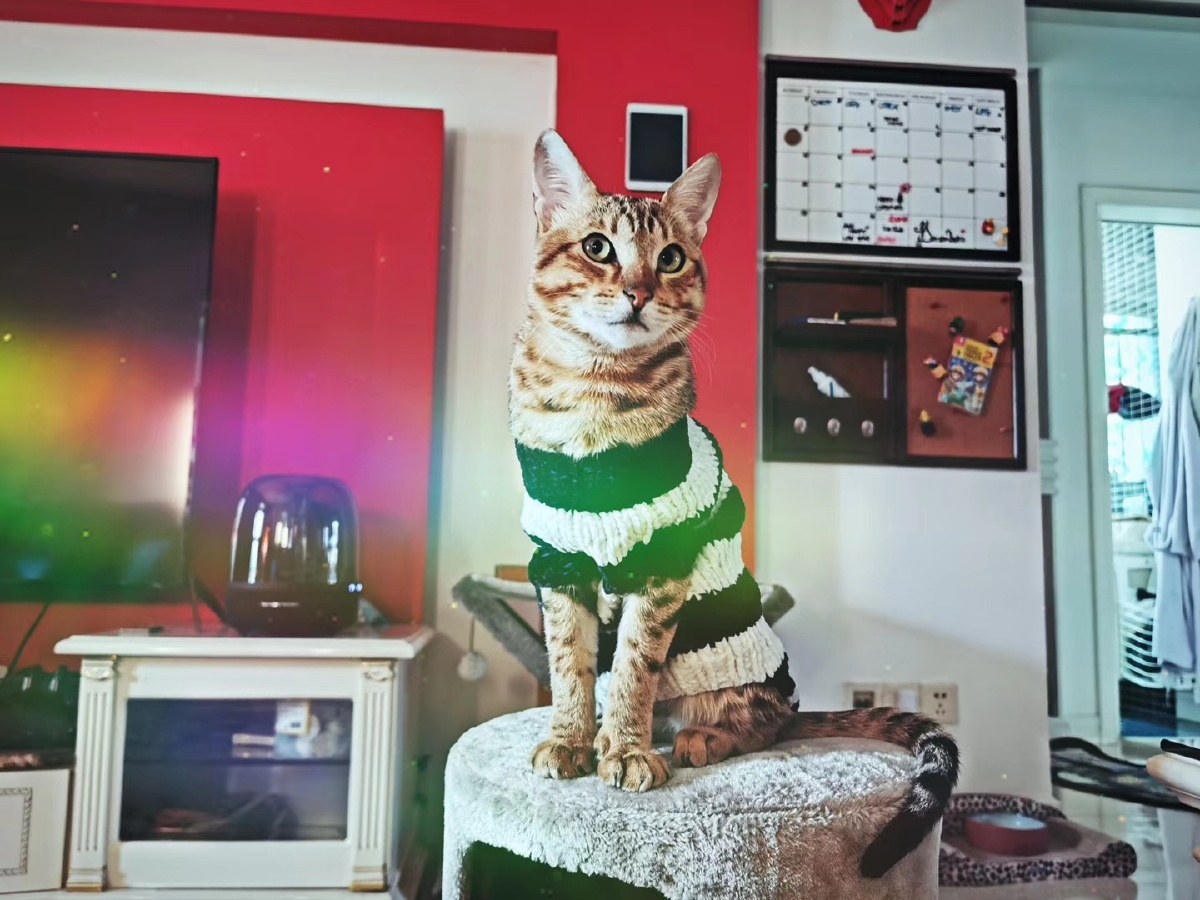 我家的猫不帅 你给个评价 昂首挺胸 你的卫士 - 伊点marry - 图虫