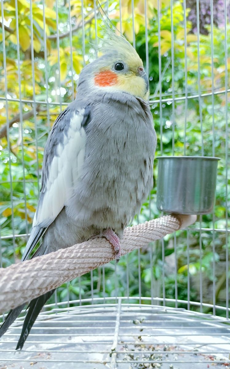 羞答答的小鹦鹉