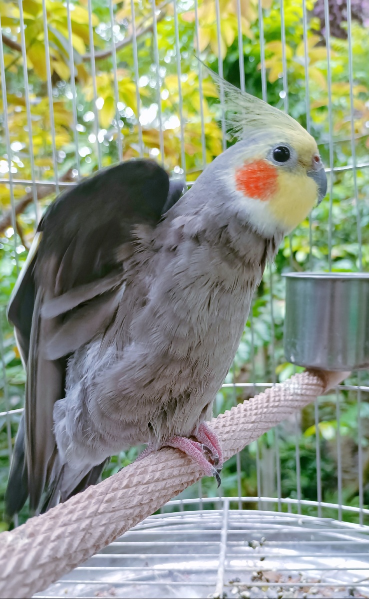 羞答答的小鹦鹉