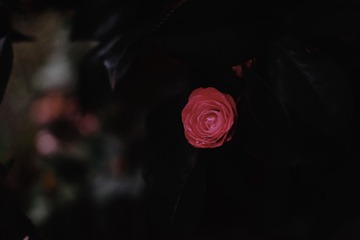 49104ECE-7AA9-47A5-9FC1-201D9B5B9E5A/L0/001
