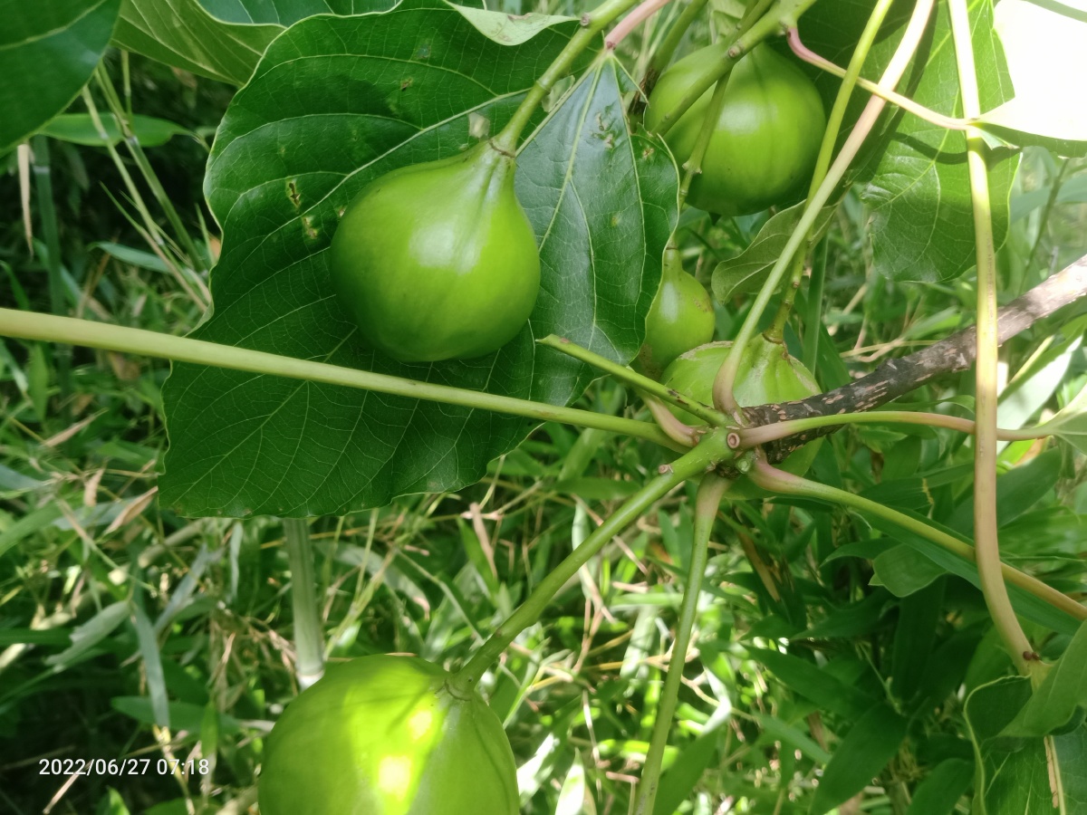 农村的油桐子 - 云游蓝天 - 图虫