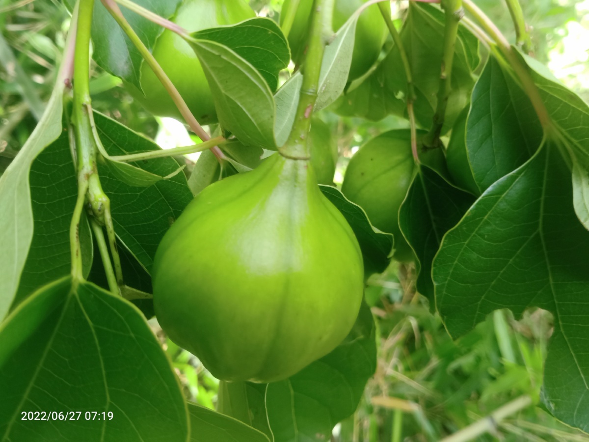 农村的油桐子 - 云游蓝天 - 图虫