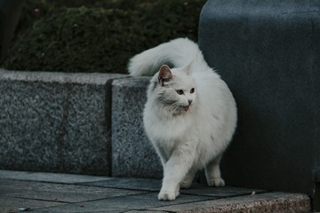753281