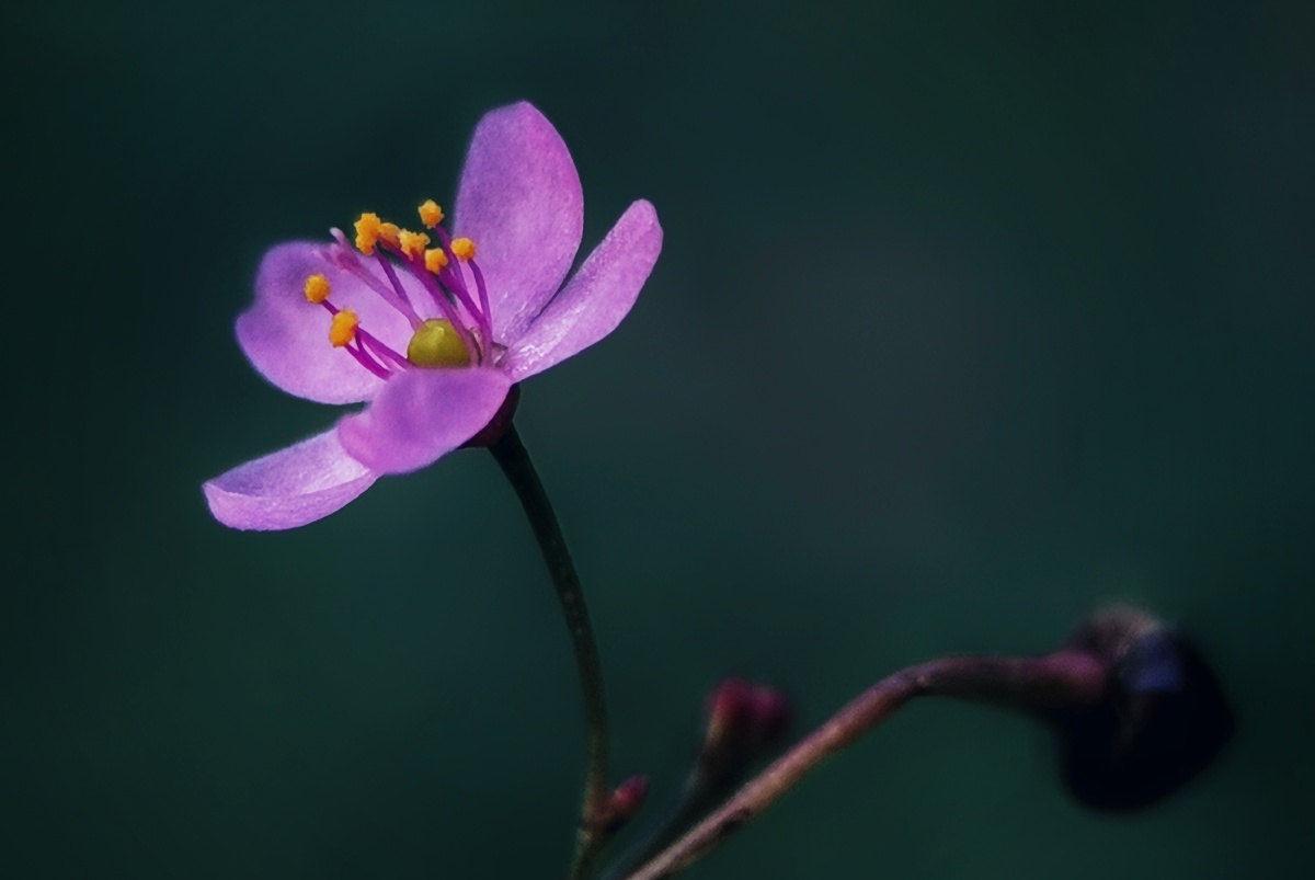 土人参花(手机) - 阳光下的红小鱼 - 图虫