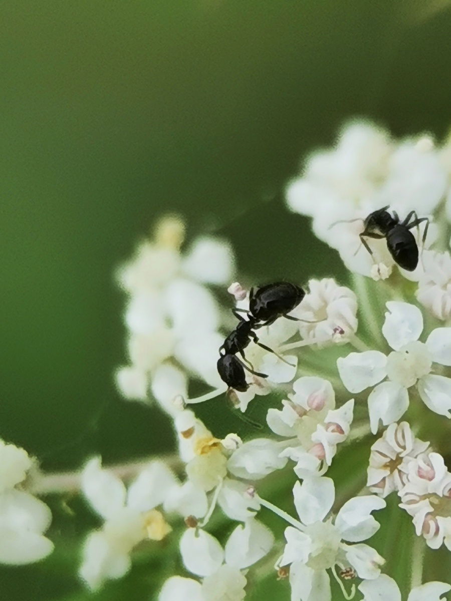 花上的蚂蚁手机拍摄