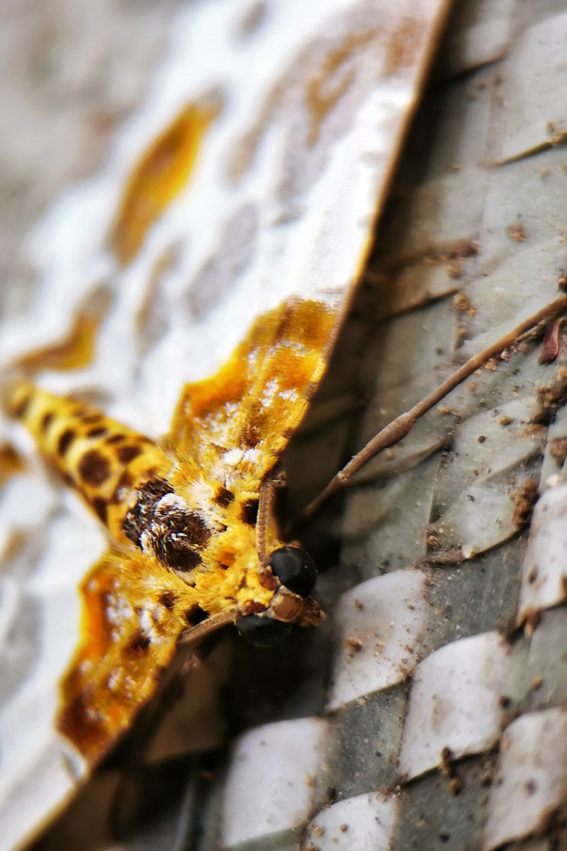 尺蛾手机微距拍摄