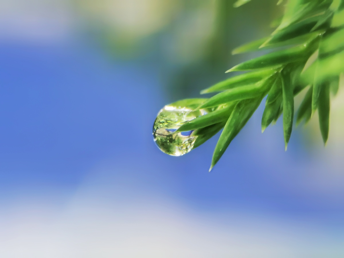 露珠夏天多雨雨后的清晨露珠很美2021年5月手机微距拍摄于小区花园