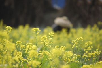 油菜花田
