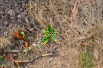_DSC0827-5-2.jpg