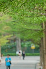 校道