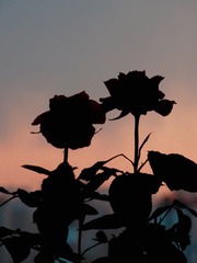 161046