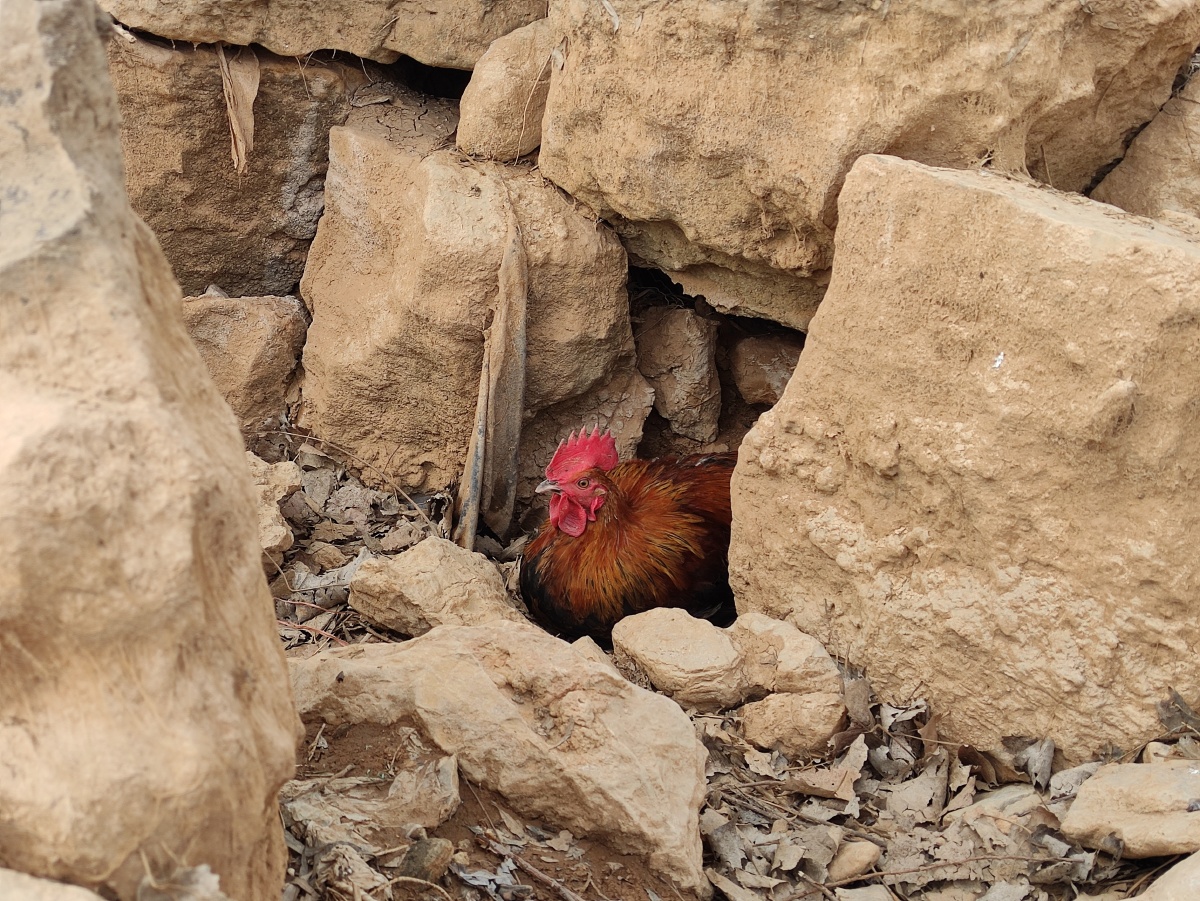 在野外发现一只流浪的公鸡窝在一个石头窝里不知道是不是有蛋