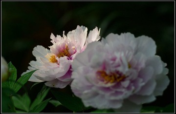 DSC_2311.JPG