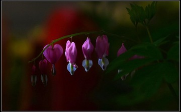 DSC_2340.JPG