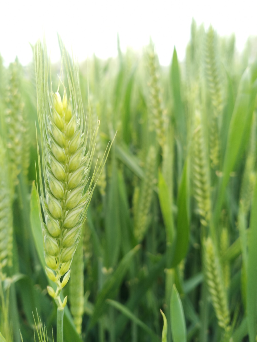春天的小麦