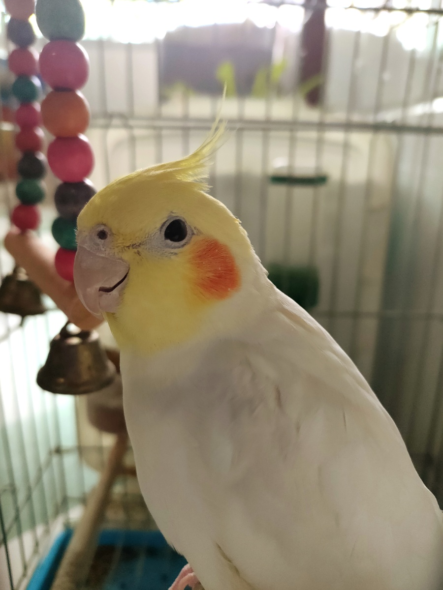 家养的玄凤鹦鹉简直不要太可爱