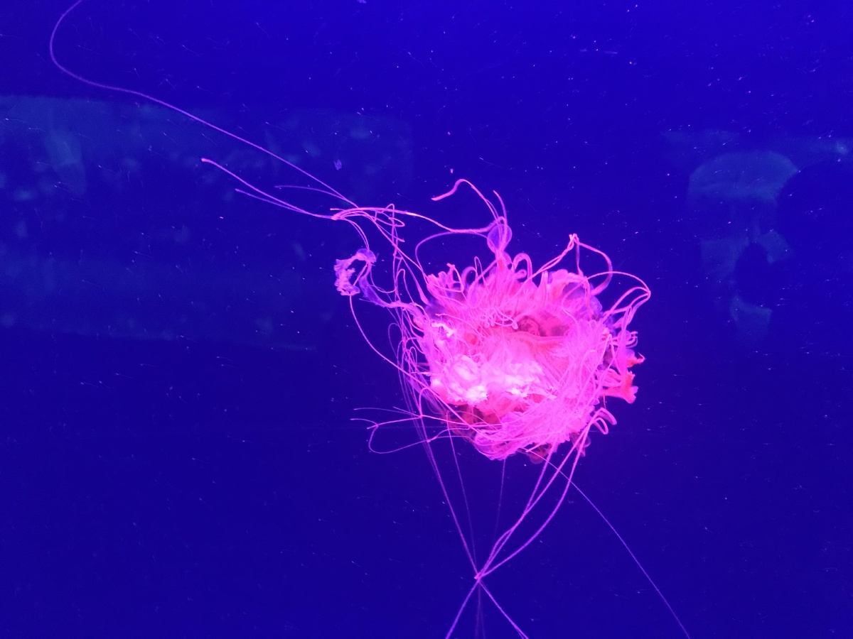 深海中发光的水母