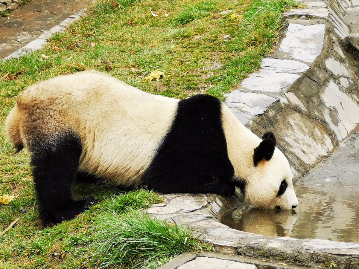 大熊猫喝水黑白团子喝水都可爱