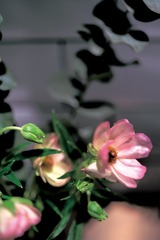2A0359C7-9777-418A-AC74-61FEF0A1953A/L0/001