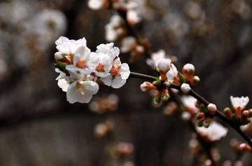 DSC_0421_光影_3
