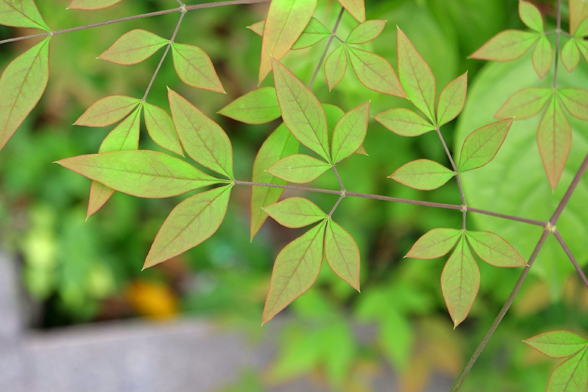 早晨的葱葱绿绿总能让人心情愉悦