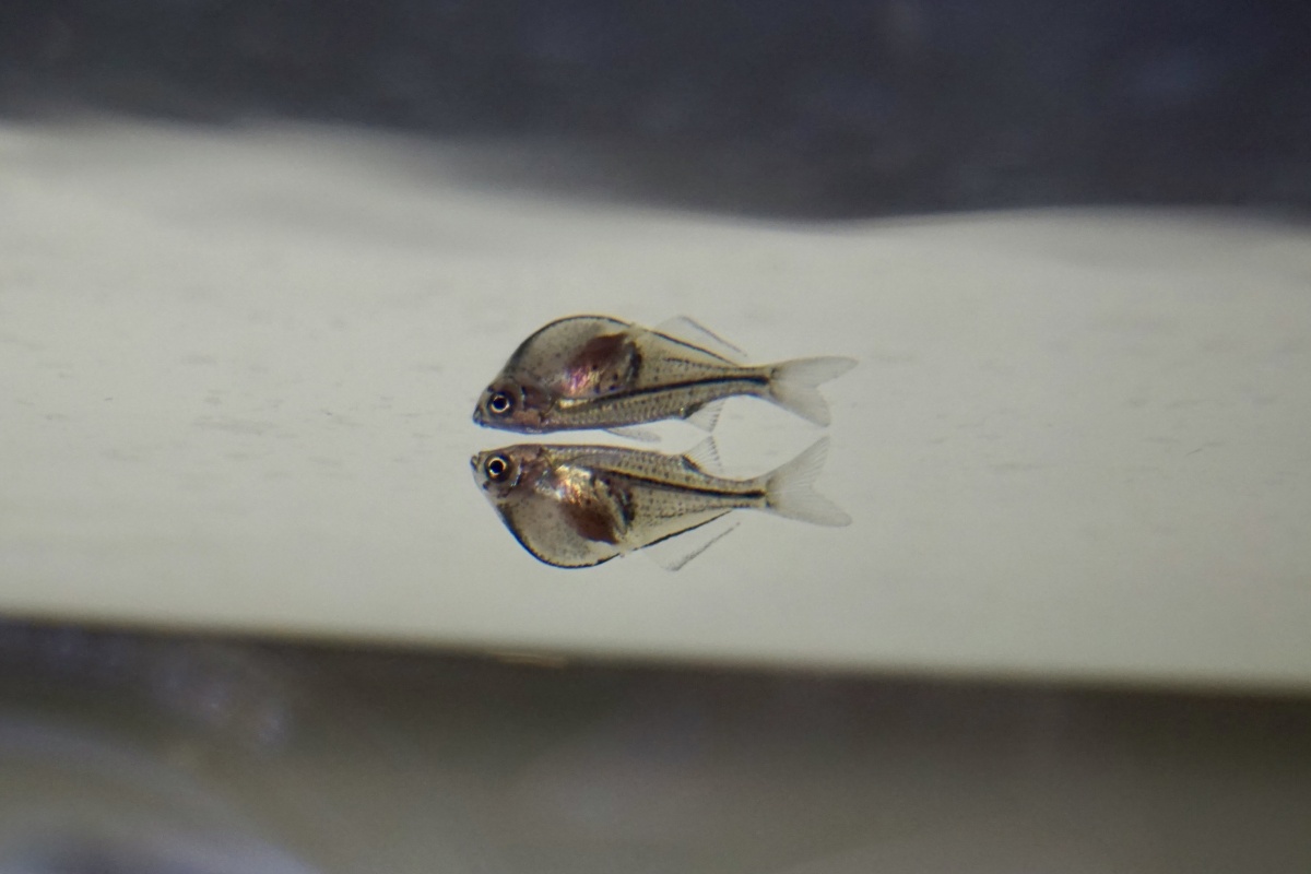 银燕子gasteropelecussternicla