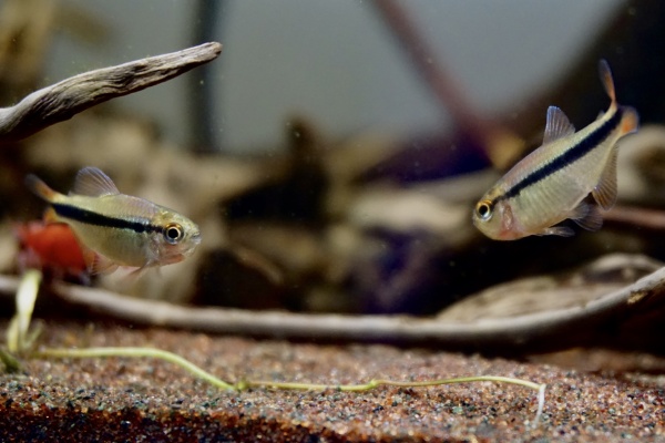 rebornspace的最新作品