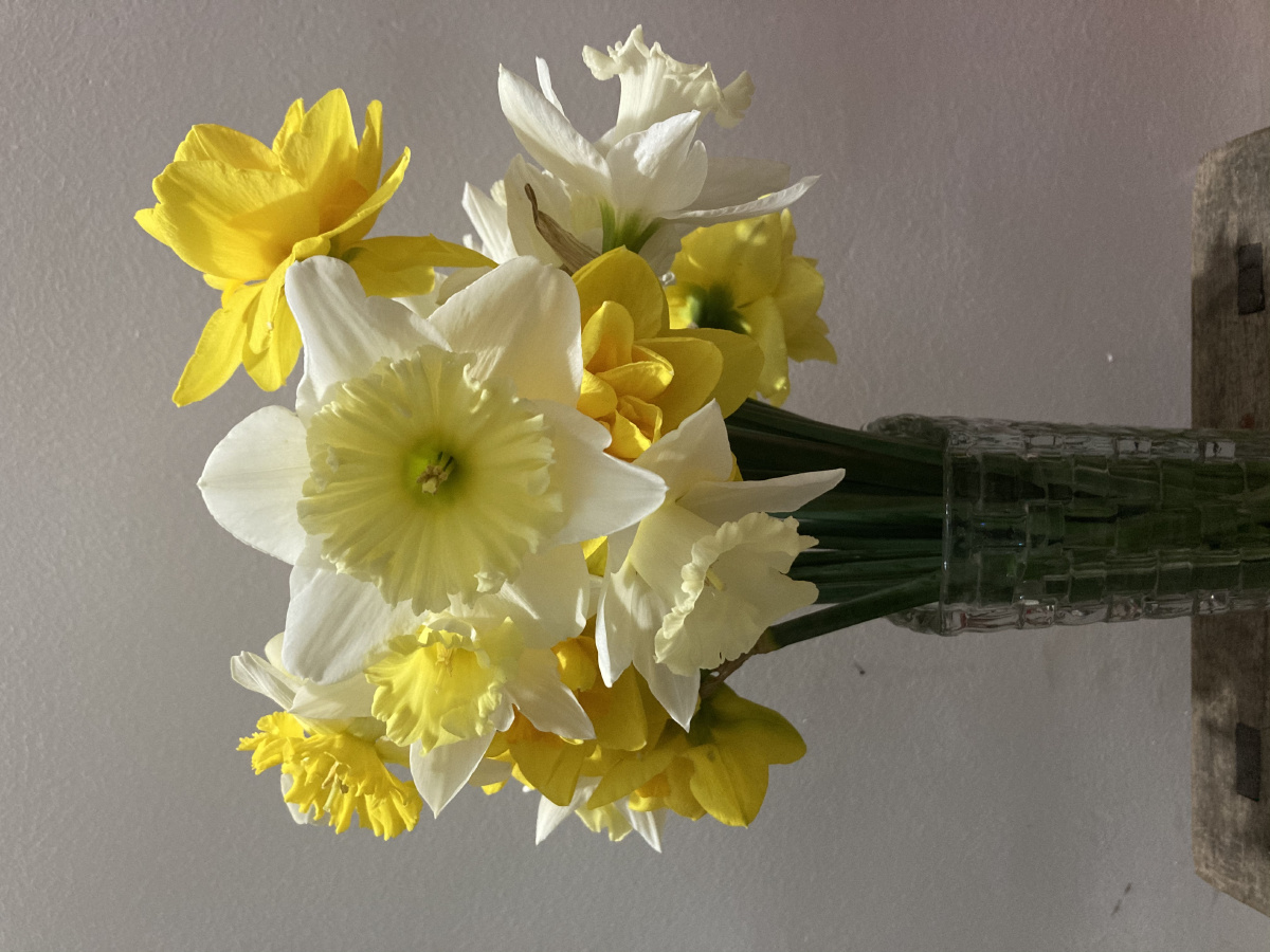 洋水仙粉红魅力冰清玉洁女王节