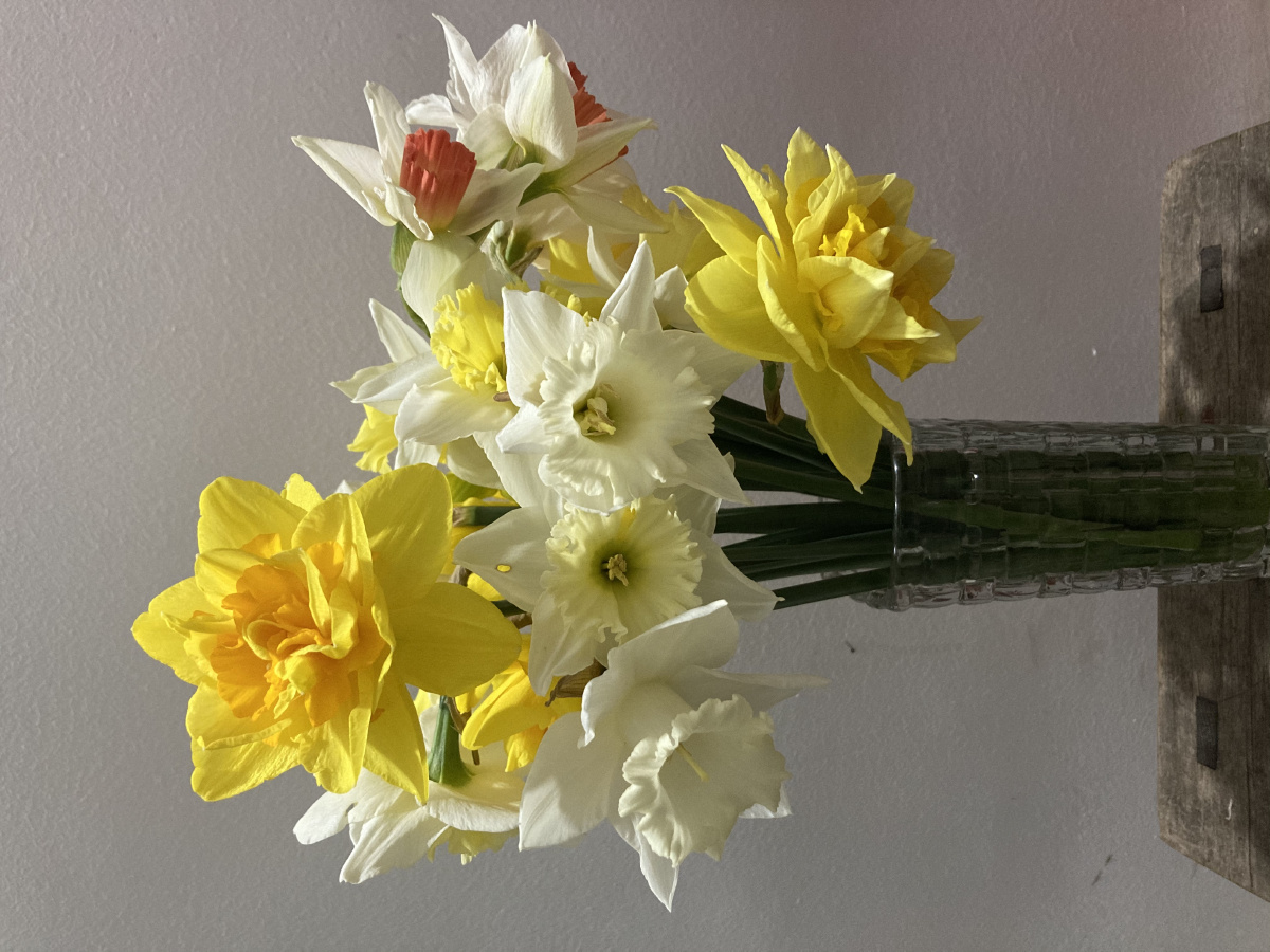 洋水仙粉红魅力冰清玉洁女王节