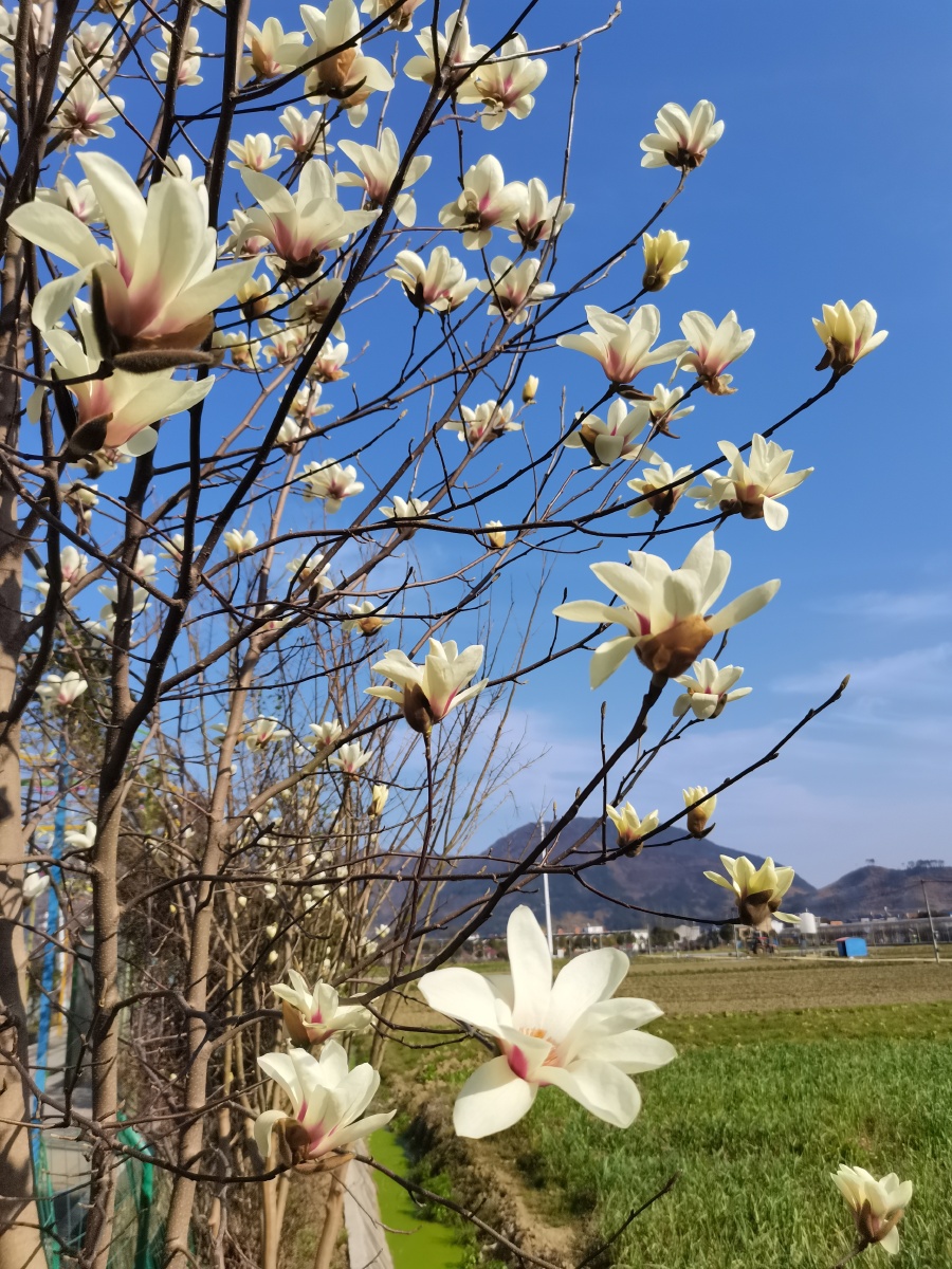 春雨初生春林初茂春风十里笑桃花